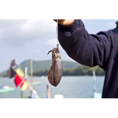 Comment s'équiper pour la pêche au calamar?